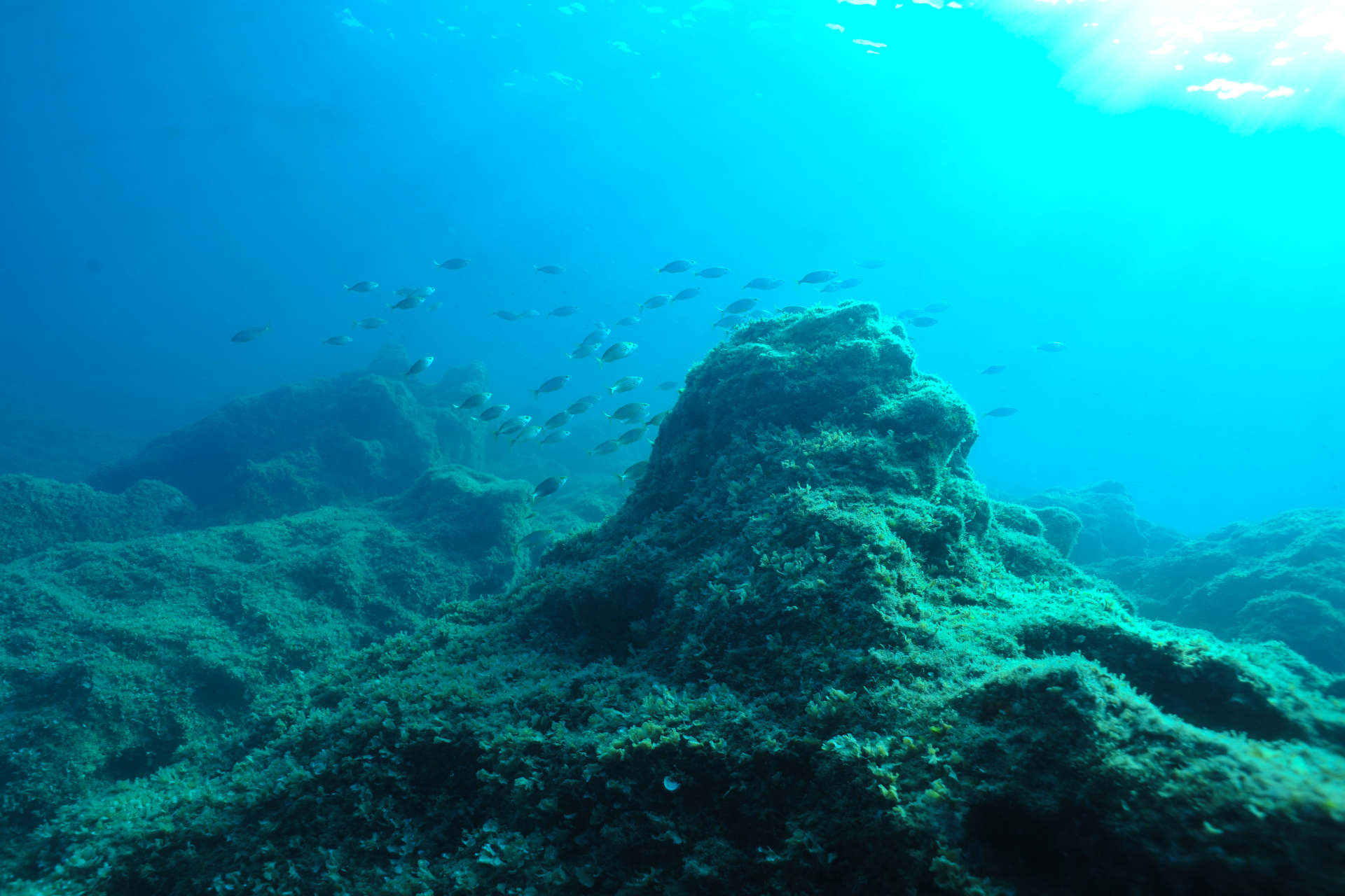 Seahorse Dive Center
