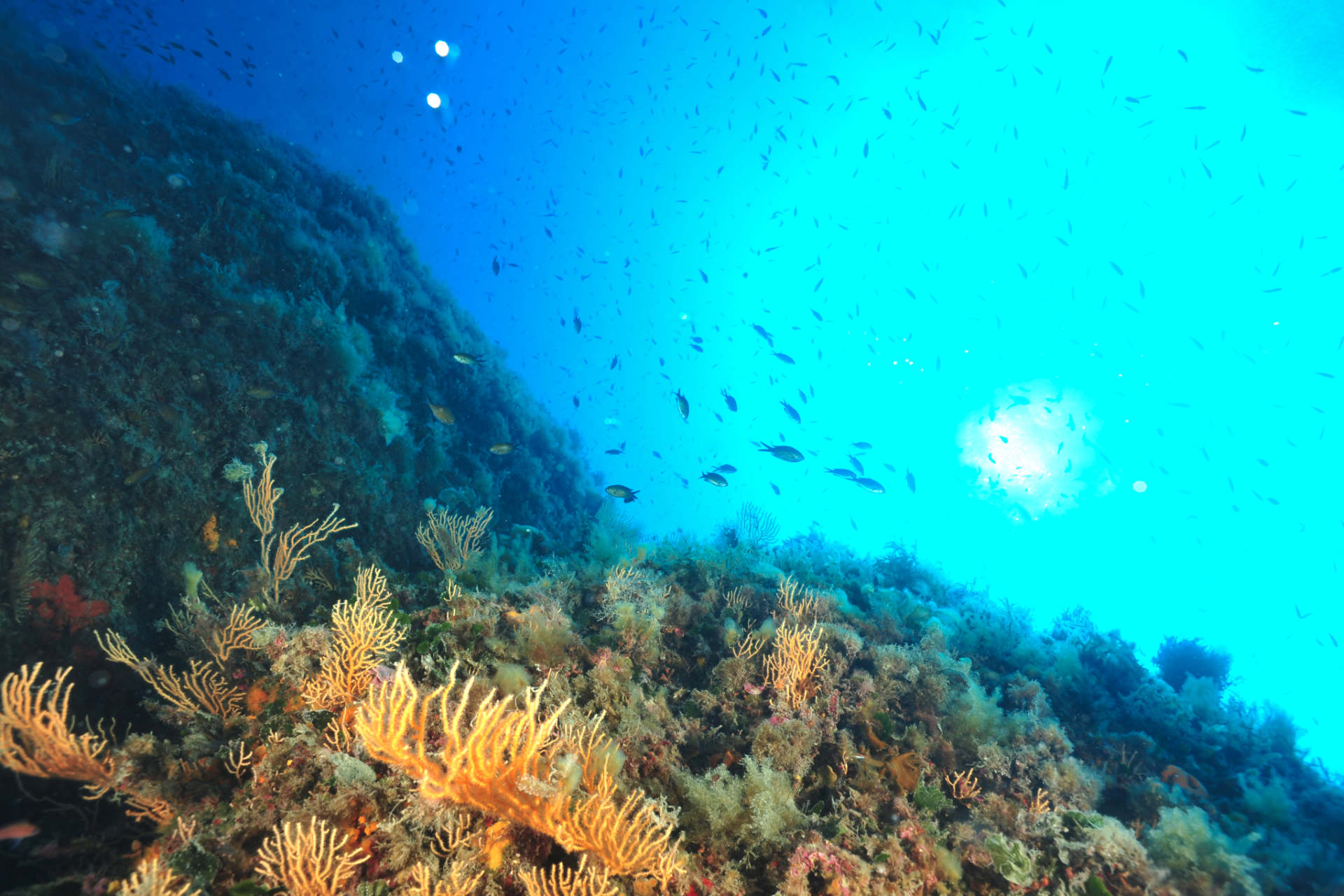 Seahorse Dive Center